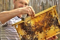 Včelár Nikodým schytal pichnutie priamo do oka: Všetko je raz prvýkrát