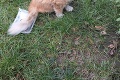 Zázračný príbeh nájdeného psíka zo Slovenska: Ruby sa stratila skoro pred rokom, našli ju 45 kilometrov od domu!
