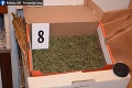 Policajti odhalili v rodinnom dome v Šoporni drogy: Zelené rastliny mali až 185 centimetrov