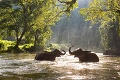 Neuveriteľná oddanosť: Päť slonov zahynulo pri pokuse zachrániť šiesteho