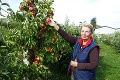 Na samozbery máte už len 3 týždne: Kilo jabĺk majú v Sedliskách po 0,90 eur