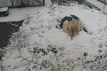 Bocianie hniezdo na Liptove zakryl sneh, nastala dráma: Uvidíte, čo urobila samička, stisne vám srdce!