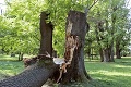Zámocký park v Pezinku pre nebezpečenstvo uzavreli: Dalo sa pádu stromu zabrániť?