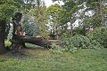 Zámocký park v Pezinku pre nebezpečenstvo uzavreli: Dalo sa pádu stromu zabrániť?