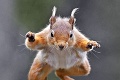 Basejumper vs. veverička: Kto je lepší skokan?