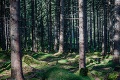 Veľká obnova zničenej časti Tatier! Slováci plánujú vysadiť až 40-tisíc stromov
