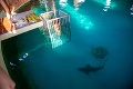 Dievčatá z Miss leta sú nielen krásne, ale aj odvážne: V bazéne sa ocitli spolu so žralokmi!