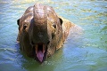 Ani jedno oko neostalo suché: V americkej zoo utratili 48-ročnú samicu slona ázijského