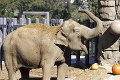 Ani jedno oko neostalo suché: V americkej zoo utratili 48-ročnú samicu slona ázijského