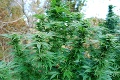 Canberra legalizuje užívanie marihuany: Dospelá osoba môže mať pri sebe 50 gramov