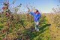 Paradox na západe Slovenska: O jahody sa ľudia skoro pobili, jablká nechcú!