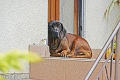 Najsmutnejší psík na Slovensku: Mária († 59) zomrela v aute smrti, jej sučka Ila na ňu verne čaká pred dverami