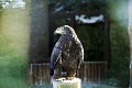 Najstarší a najmladší obyvatelia našich zoo: V Bojniciach žije orlí matuzalem