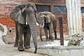 Slonice v bojnickej zoo budú mať nový domov: Kedy si užijú luxusný apartmán za 4 milióny?