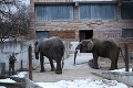 Nehumánnym podmienkam pre slony v Bojnickej zoo je koniec: TAKTO si budú nažívať Maja a Gula!