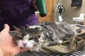 Majitelia nechali zviera vymrznúť na kosť, zachránili ho až veterinári: Pozrite sa na tú premenu