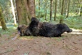 Hrozný nález v národnom parku: Vo Veľkej Fatre rozstrieľali medveďa, prípad vyšetruje polícia!