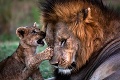 Emotívne zábery otca so synom: Skutočný Leví kráľ