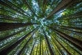 Staršie tropické stromy miznú desivou rýchlosťou: Hrozivá štúdia hovorí o sekundách