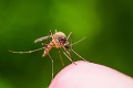 Bratislavu zamoril krvilačný hmyz: Zakročí mesto proti komárom?