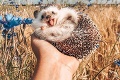 Herbee je zvieracím hitom instagramu: Ježko úsmevom prilákal už 1,5 milióna fanúšikov
