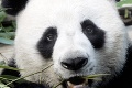 Náhla smrť 19-ročnej pandy veľkej: Zamestnanci zoo si samčeka uctili dojemným spôsobom