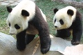 Náhla smrť 19-ročnej pandy veľkej: Zamestnanci zoo si samčeka uctili dojemným spôsobom