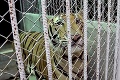 Z chrámu v Thajsku zachránili 147 tigrov: Smutný koniec po troch rokoch
