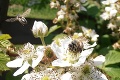 Ľudstvo je ohrozené! Okrem včiel vymierajú aj ďalšie dôležité opeľovače, odborníci varujú: Toto musíme zmeniť!