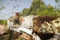 Na ženu z Arizony zaútočil roj včiel, v nemocnici ju prijali celú dopichanú