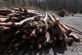 Náhodná ťažba v slovenských lesoch sa sprísni, parlament definitívne schválil novelu