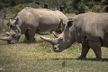 Kriticky ohrozený druh nosorožca dostal nádej: Obrovský úspech! Vedci vyvinuli dve embryá