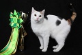 Katarína našla pred domom skrehnuté mačiatko: Z tuláčky vicemajsterka sveta