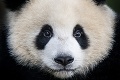 Berlínska ZOO oslavuje: Dvojčatá pandy sa narodili s hodinovým odstupom