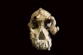 Lebka stará 3,8 mil. rokov pomáha pochopiť vývoj ľudstva: Vedci odhalili tvár nášho pra pra pradedka