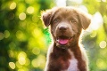 Čas zaobstarať si domáceho miláčika! Prečo sú majitelia psov zdravší, štíhlejší a zarábajú viac?