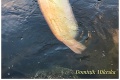 Uvidíte, čo vylovil Dominik z vody v Bratislave, nezmôžete sa na slovo: Dvojmetrová zlatá rybka!