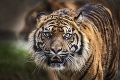 Krvavý útok v cirkuse: Slávneho krotiteľa šeliem († 61) zabili tigre