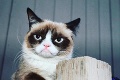 Grumpy Cat je mŕtva: Najslávnejšia mačka sveta náhle zomrela vo veku 7 rokov!