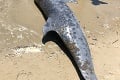 V Grécku preskúmali uhynuté delfíny a veľryby: Alarmujúce zistenie