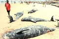 Na pobreží Islandu uhynuli desiatky veľrýb: Na záchrannej akcii sa podieľali záchranné tímy ale aj obyvatelia