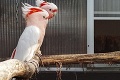 Koníček kamarátov zo Žiliny dosiahol megarozmery: Vtáky za tisíce chováme v záhrade