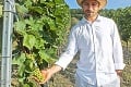 Vínnej réve sa v najmenšej oblasti na Slovensku darí: Dobrý ročník pre tokajské víno
