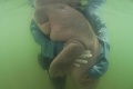 Krutý osud malého dugonga, ktorý sa stal hviezdou internetu: Zomrel po prehltnutí plastov