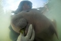 Krutý osud malého dugonga, ktorý sa stal hviezdou internetu: Zomrel po prehltnutí plastov