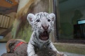 Nečakaný nález v rakúskom Hainburgu: U Slovenky v byte našli tigrie mláďatá