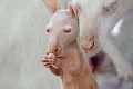 Nový prírastok v macedónskej zoologickej: Kengura je biela po mame