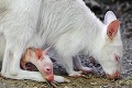 Nový prírastok v macedónskej zoologickej: Kengura je biela po mame