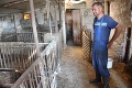 Mor ošípaných sužuje chovateľov: Ako požiadať o peniaze za utratené svinky?