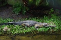 Majiteľovi zomrel päťmetrový krokodíl: Nález v žalúdku predátora ho vydesil